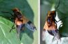 Volucella inflata